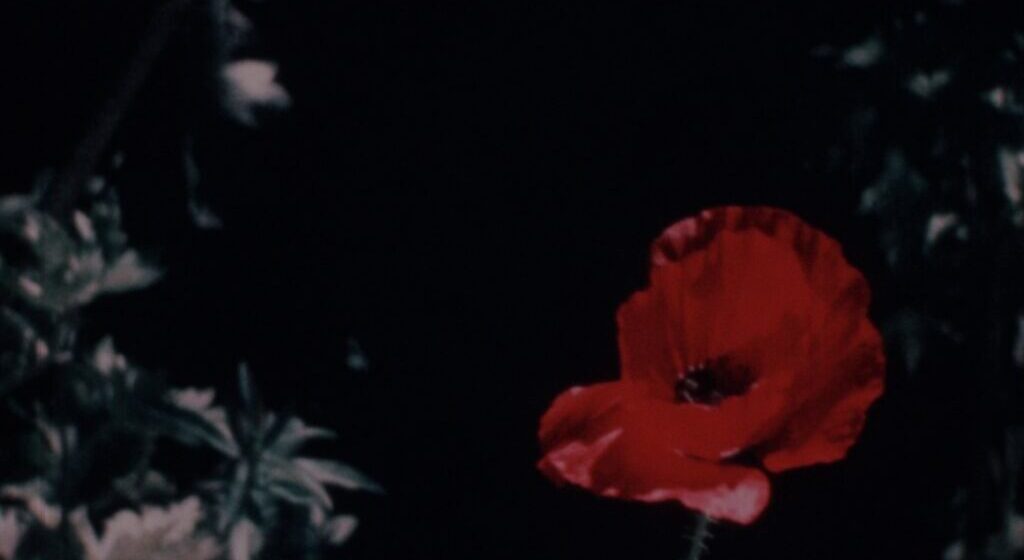 Ela viu o inconcebível universo: filmes de Narcisa Hirsch